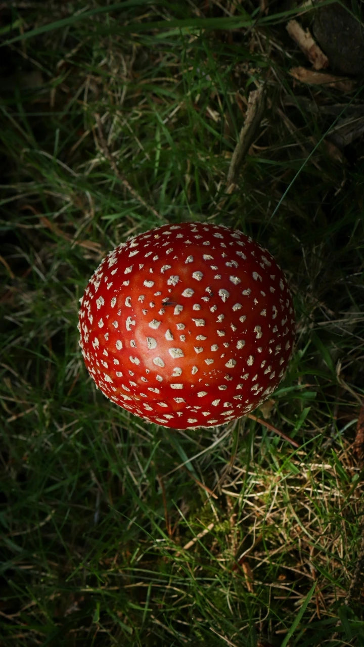 Draufsicht auf einen Fliegenpilz mit einem winzigen Insekt auf dem leuchtend roten Hut, umgeben von Waldboden.