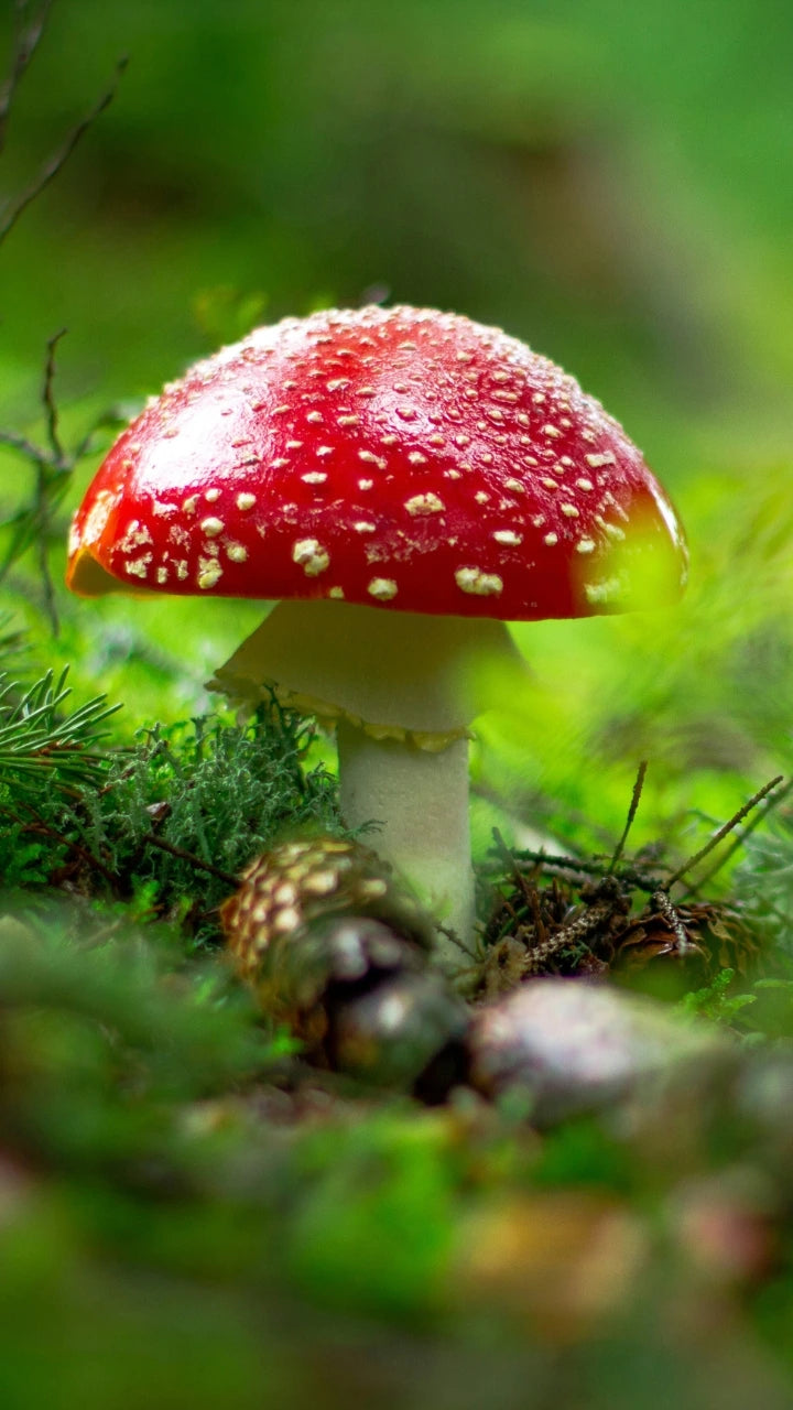 Makroaufnahme eines Fliegenpilzes mit leuchtendem Rot und weißen Punkten, im sanften Licht des Waldes