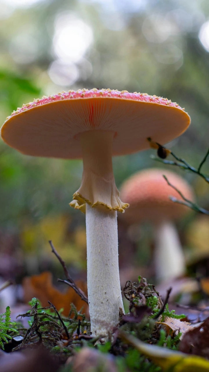 Ein großer Fliegenpilz aus der Froschperspektive fotografiert, mit Blick auf die Lamellen unter dem Hut im Wald.
