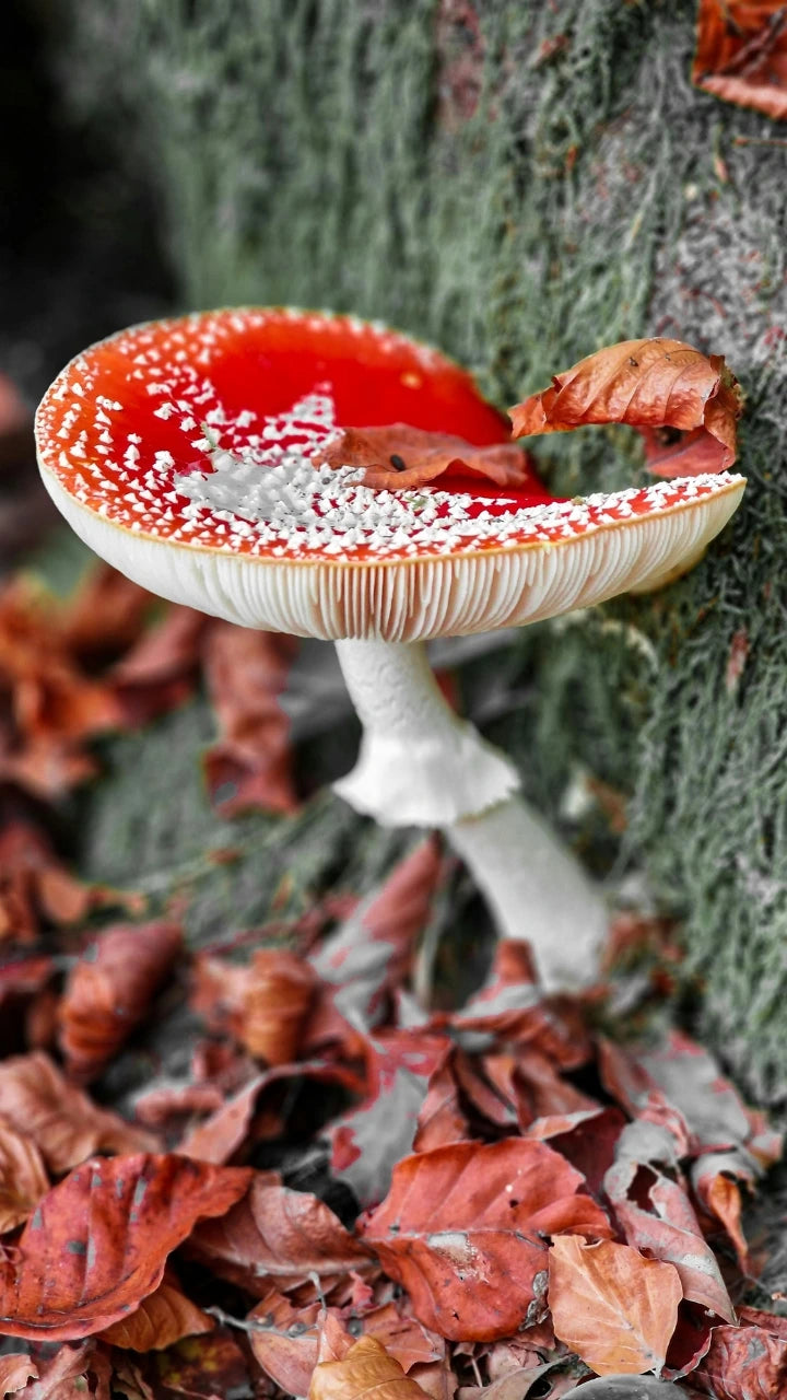 Ein einzelner Fliegenpilz wächst aus dem feuchten Waldboden, umgeben von Herbstlaub